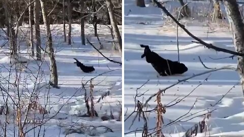 Silly Frenchie Performs The "Perfect" Slide On The Snow