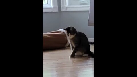 Cute and Funny Cat Videos: The Cutest and Funniest Cats Ever