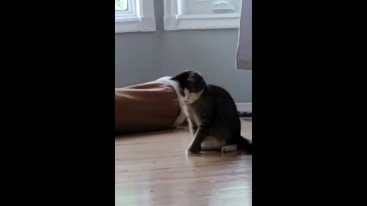 Cute and Funny Cat Videos: The Cutest and Funniest Cats Ever