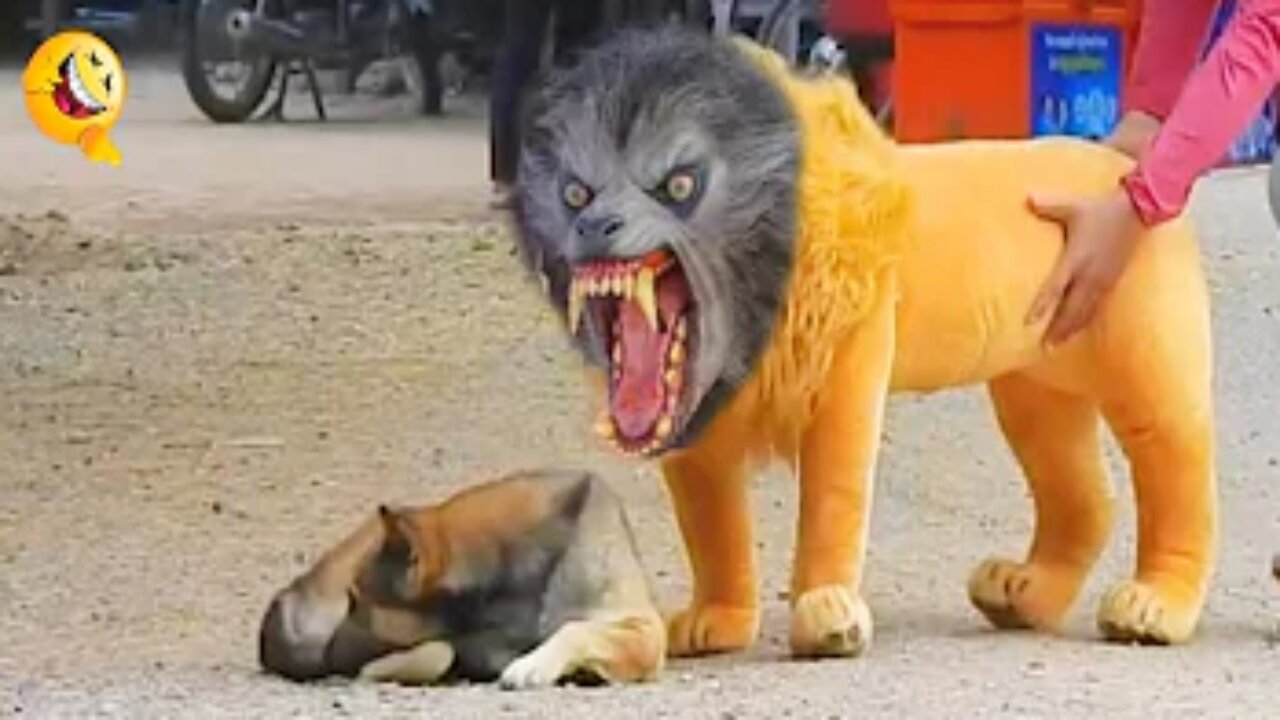 Pranking Dogs with Fake Lion and Tiger, Hilarious Box Prank, and More