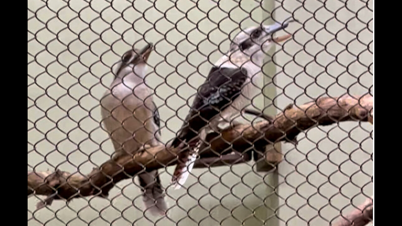 Two Laughing Kookaburras (SO LOUD!)