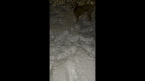 Enzo eating snow