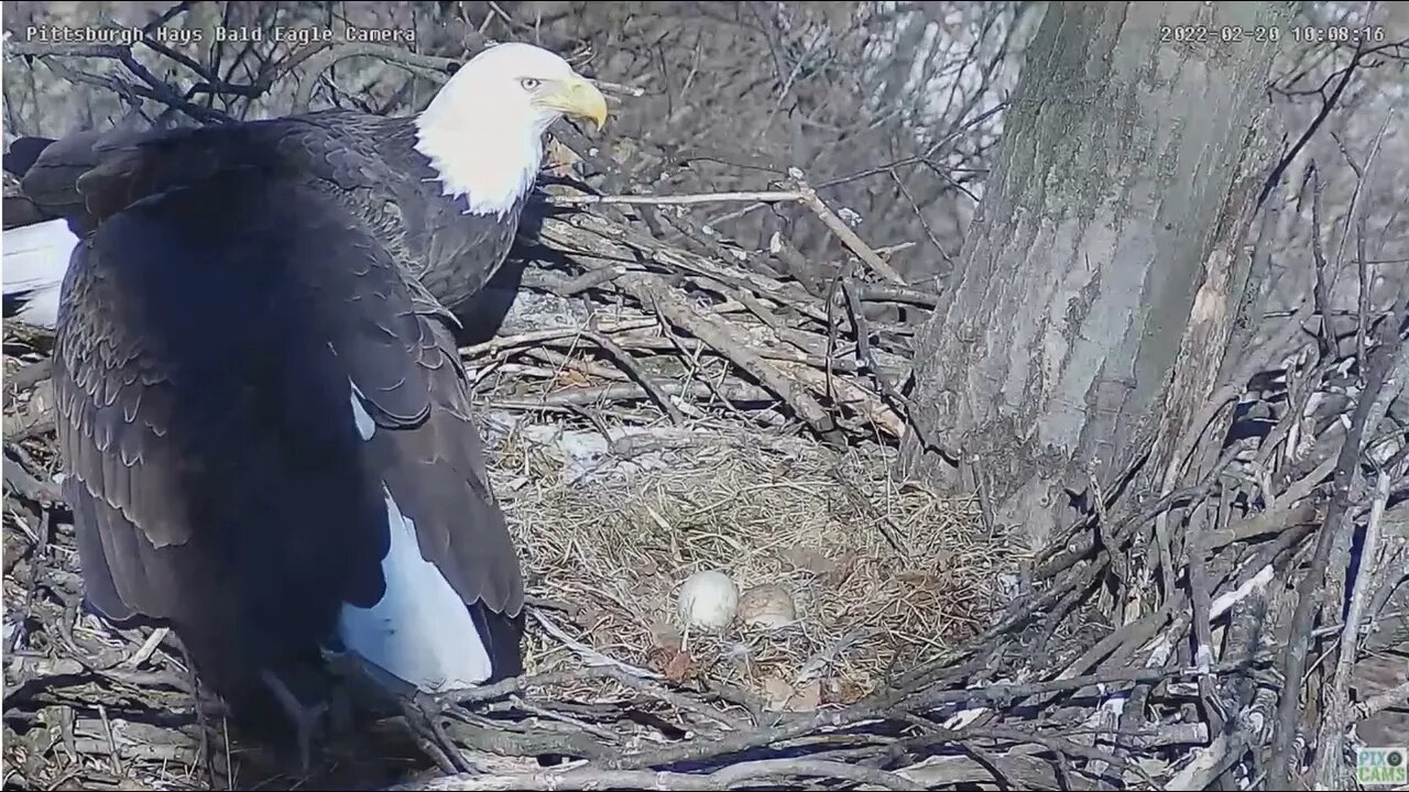 Hays Eagles Dad brings Mom huge breakfish while incubating the 3 Eggs 2022 02 20 10:07am