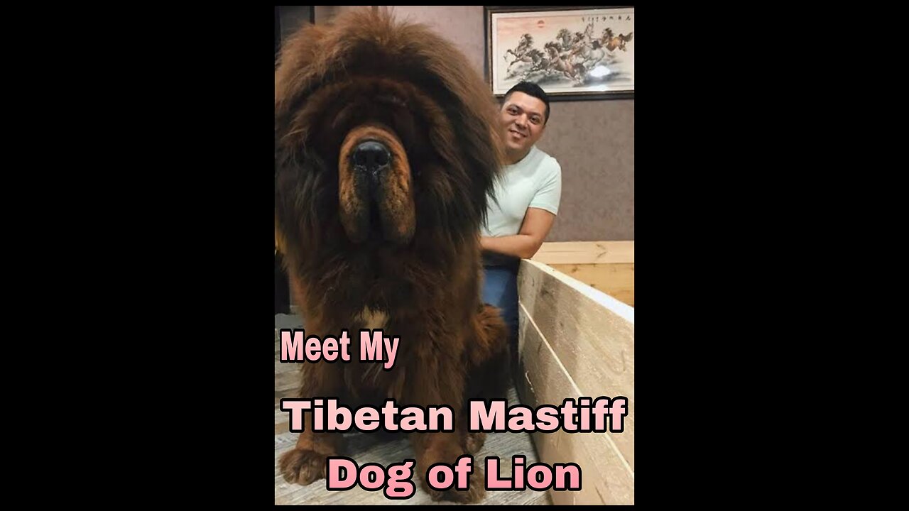 Tibetan mastiff Lion of the dogs world very hug dog