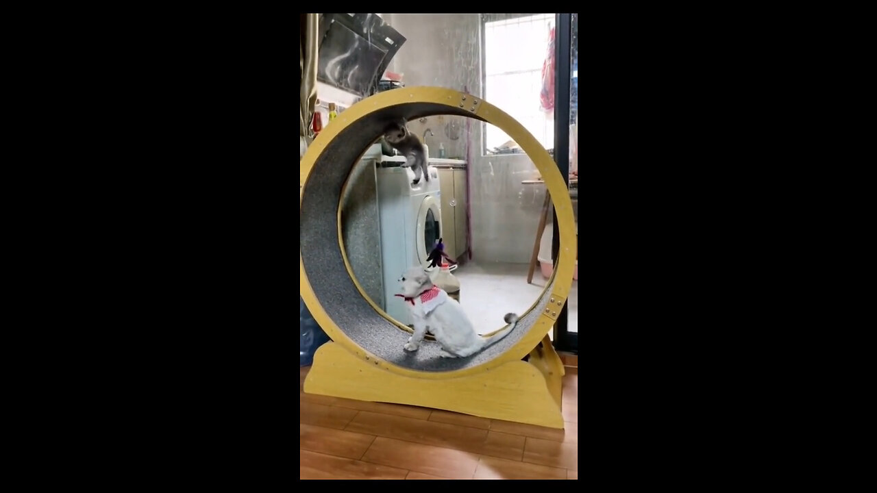 Funny cats compilation 2022
