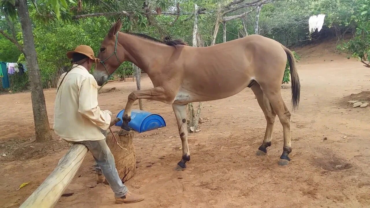 Burro subindo em poste