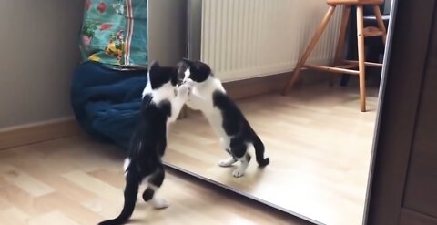 Funny Cat see himself for the first time