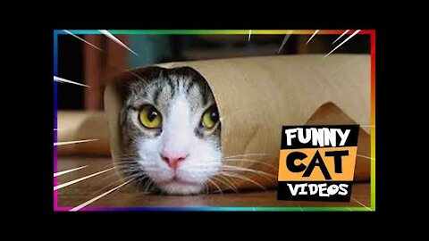 Very Funny Cats Video compilation