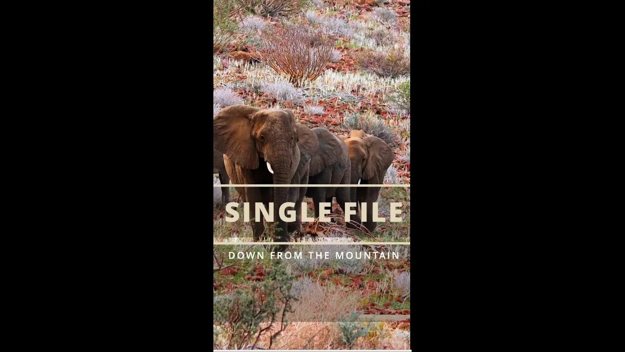 SINGLE FILE - Can elephants climb mountains?!