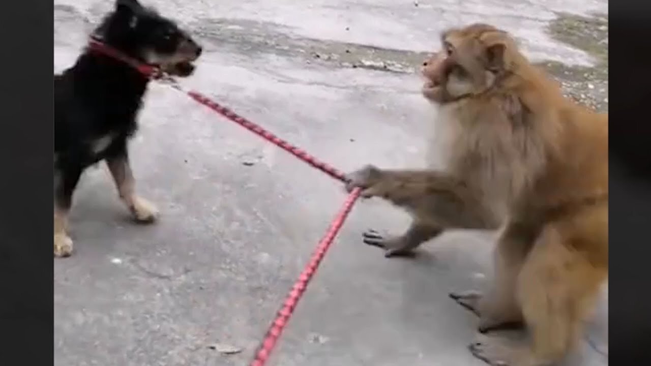 Funny and Cute Monkey Videos Compilation - Monkey Videos