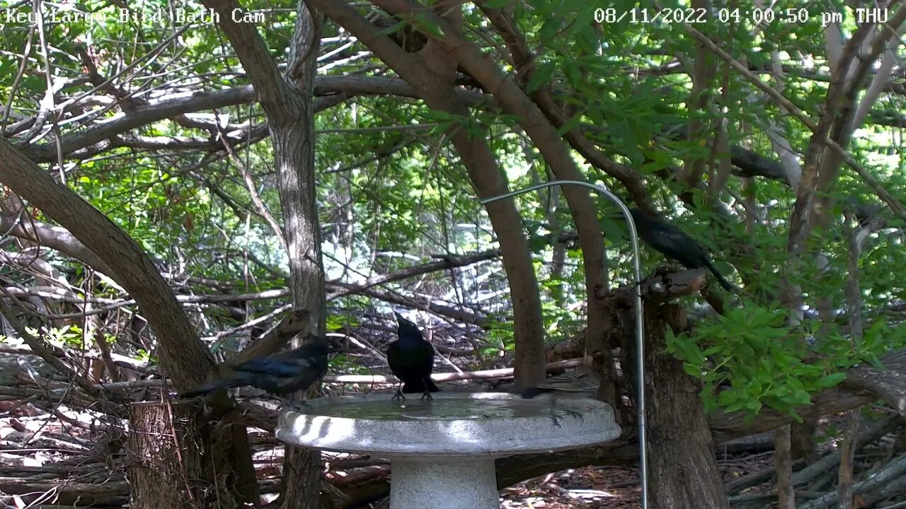 Simultaneous Grackle Puff