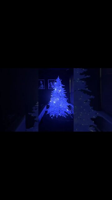 Now that’s a Christmas Tree #fyp #lightuptree #twinkly