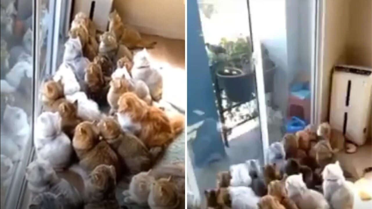Hungry cats staring at a lonely crow
