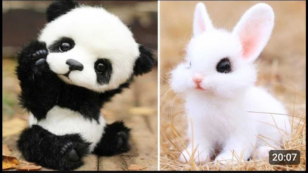 Cute cute baby animals Videos Compilation cute moment of the animals Cutest Animals video #01