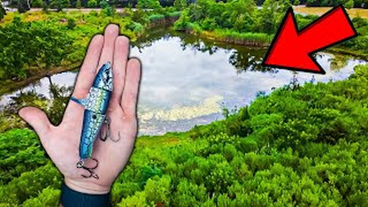 This TINY Pond Has So MANY BIG Fish!!!