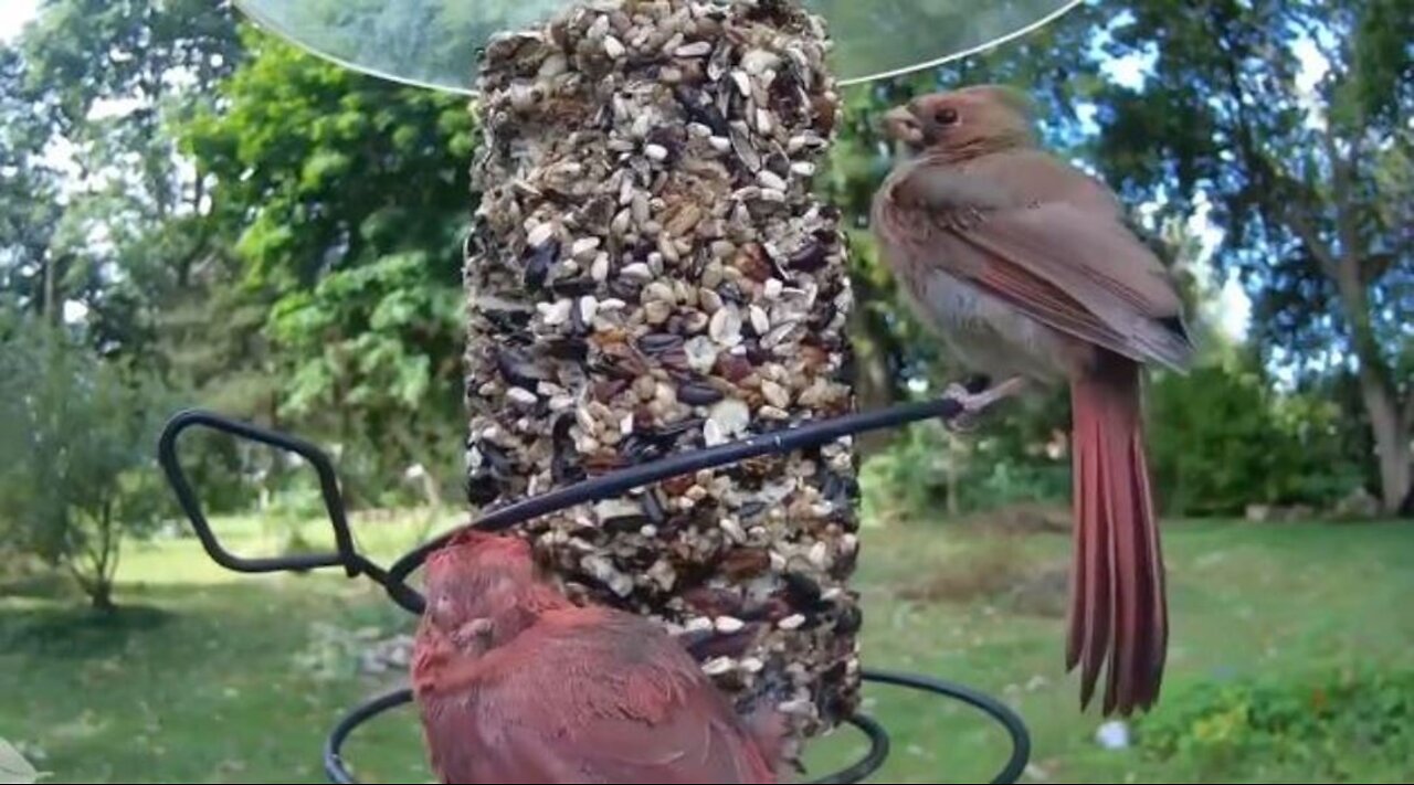 Feeding Northern Cardinal Birds With Seed Cylinder Is A Thoughtful Thing To Do!