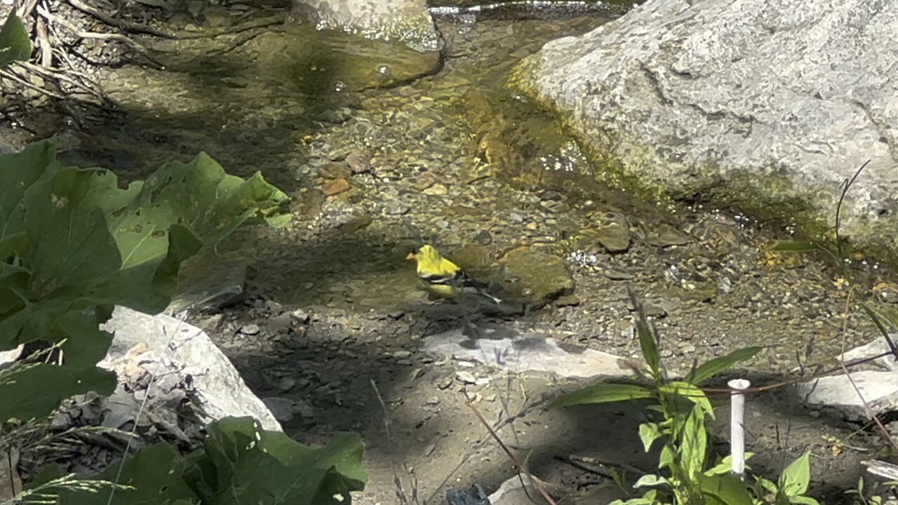 Golden Finch bathing