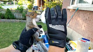 Man rescues orphaned baby squirrel and feeds it formula