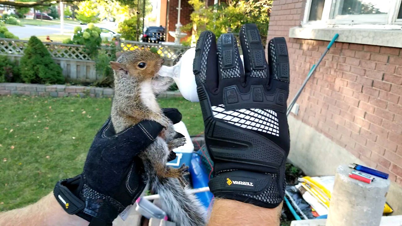 Man rescues orphaned baby squirrel and feeds it formula