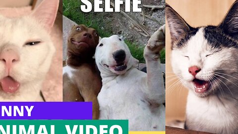 FUNNY ANIMAL VIDEO 🤣🤣🤣🤣