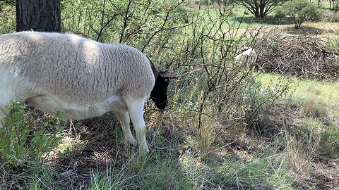 Shepherding While I Work