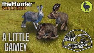 A Little Gamey, Cuatro Colinas | theHunter: Call of the Wild (PS5 4K)