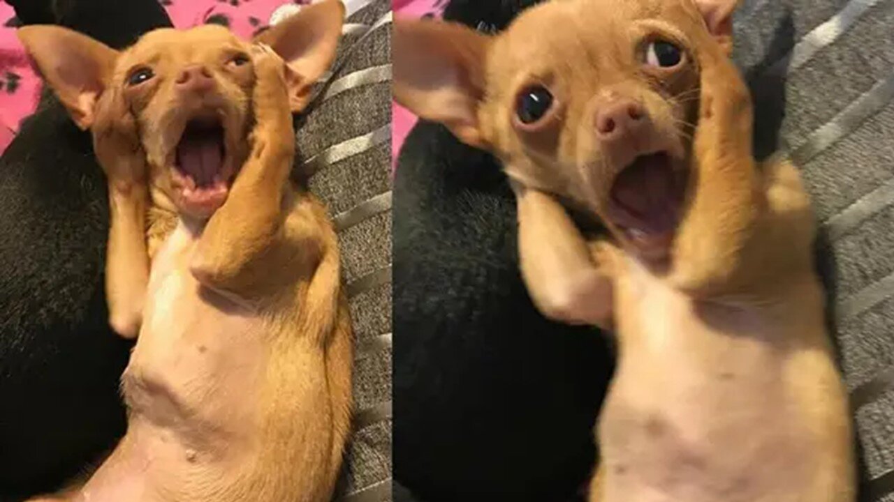 FUNNY DOG