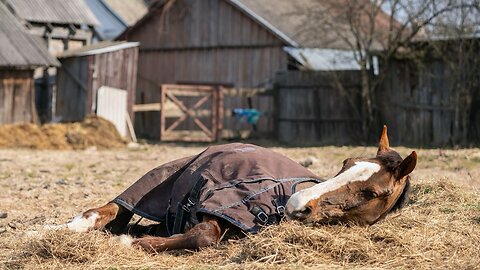Animal Farm, Chapter Nine: The Tragic Fall of Boxer