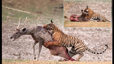 Tiger attack deer ranthambor national park