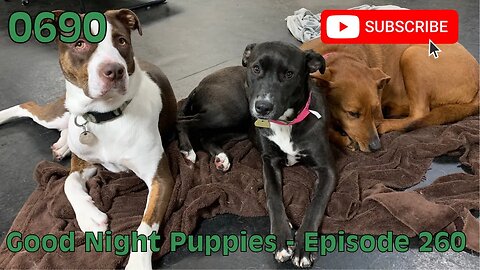 [0690] GOOD NIGHT PUPPIES - EPISODE 260 [#dogs #doggos #doggies #puppies #dogdaycare]