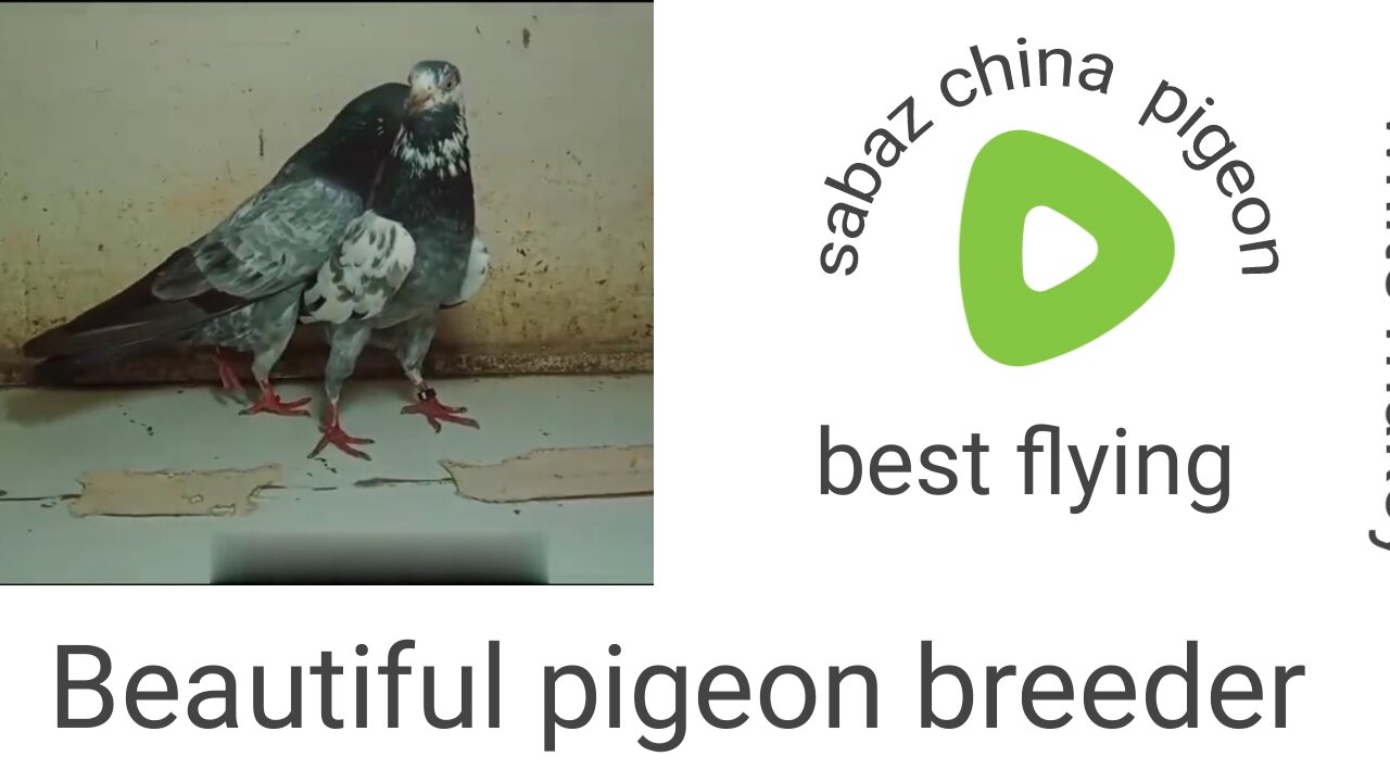 Sabaz china breeder pair pigeon beautiful tadeey