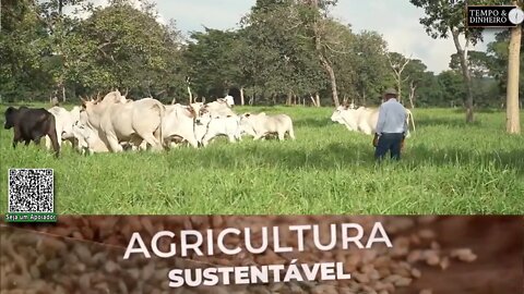 Pastagem mais produtiva e com ganho de peso para os animais com braquiaria da Riza Sementes