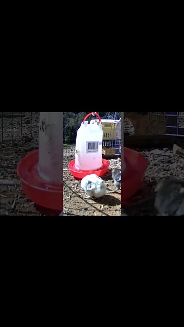 The secret life of baby chicks