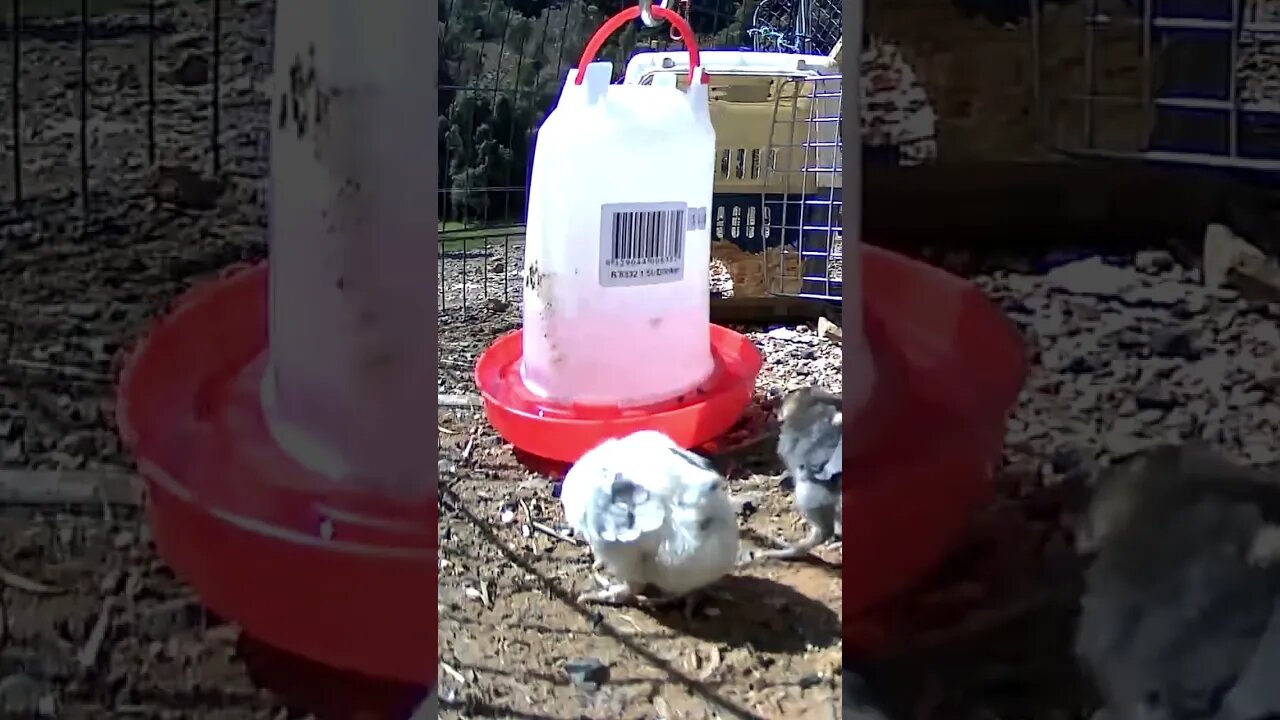 The secret life of baby chicks