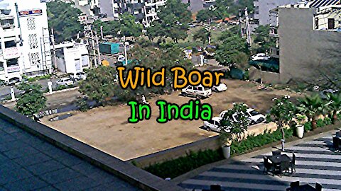 Wild Boar In India-It's Wild