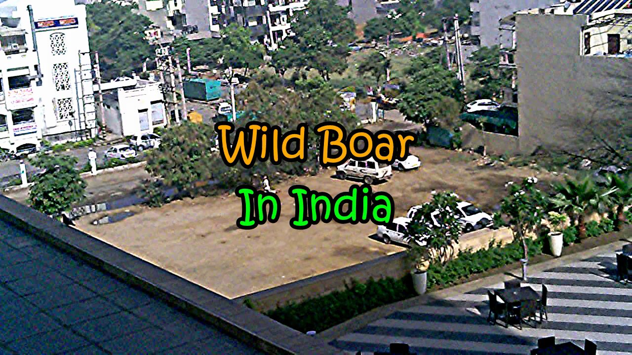 Wild Boar In India-It's Wild