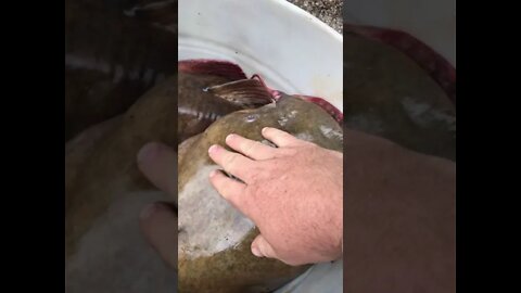 Monster Flathead caught today with NO BAIT! #shorts #youtubeshorts