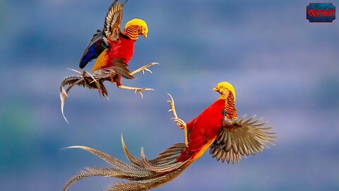 Beautiful Golden Pheasants and Wading Birds