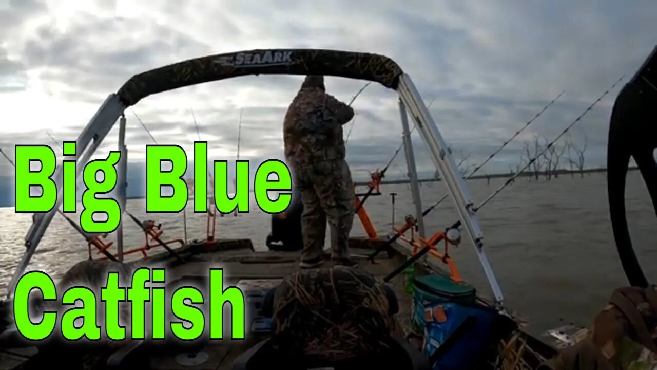 Big Blue Catfish In East Texas