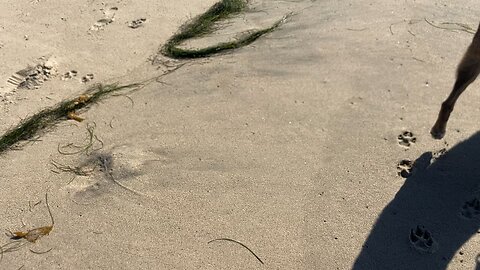 Barking dog on the beach in Malibu