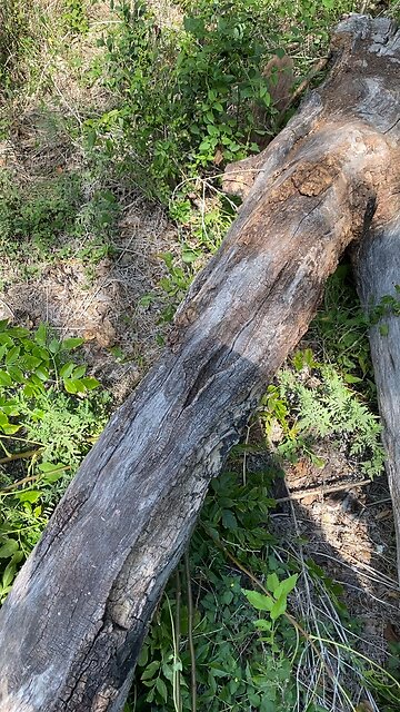 Xmas 2022 Freedom Hive, successfully transplanted to apiary.