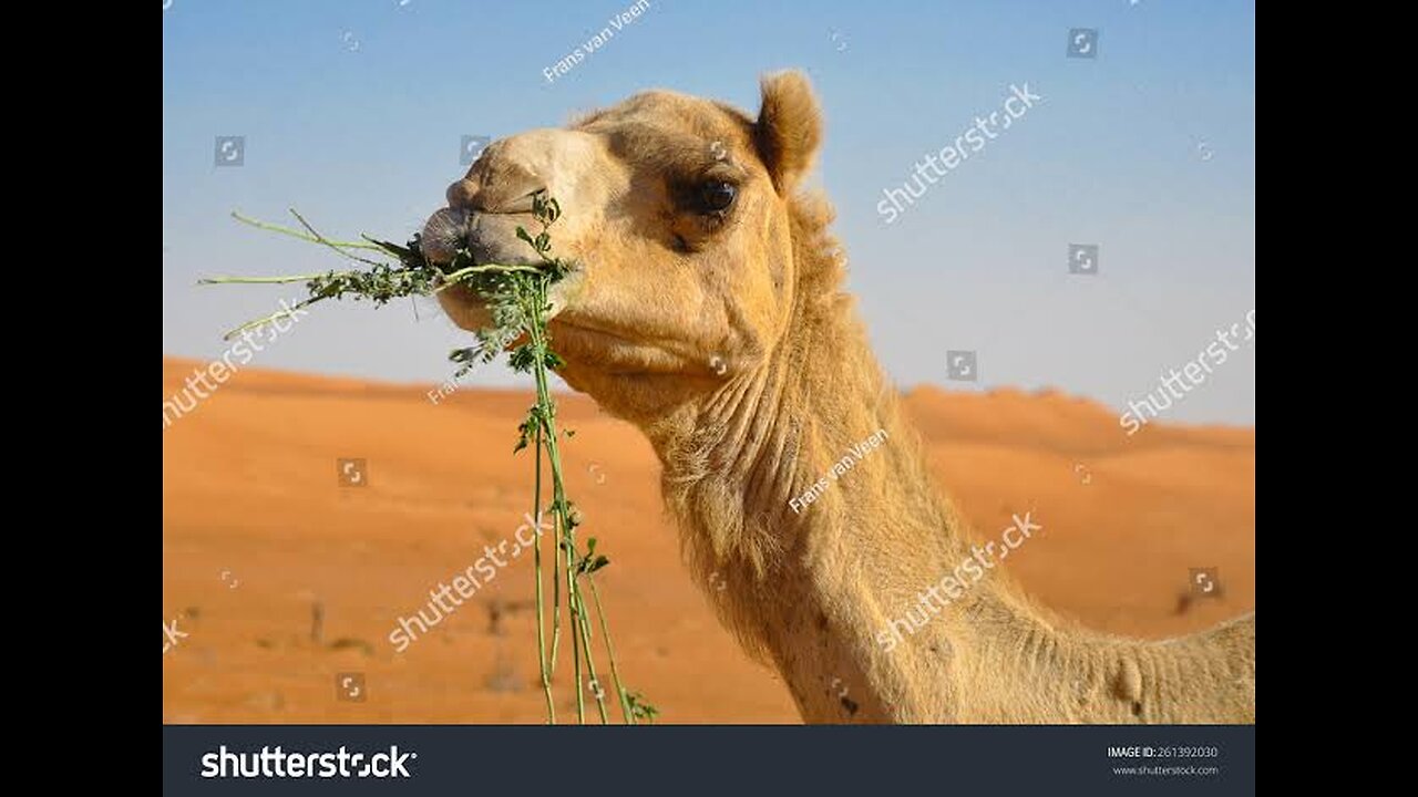 【4K】Camel in Desert ||Royalty Free -Footage #Royaltyfree #Kohelixcam