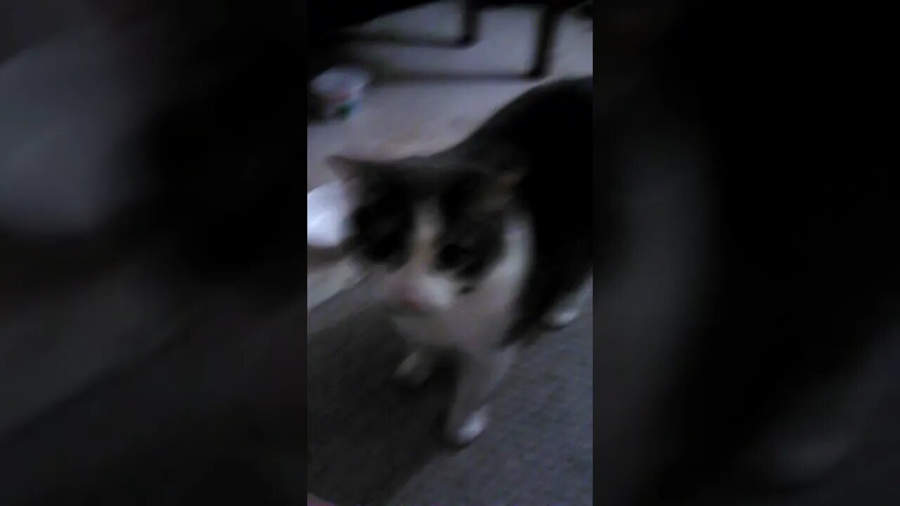 Found an old video of Ol' Bob's buddy of 8 years, Tuno ripping apart a small electric heater..LOL