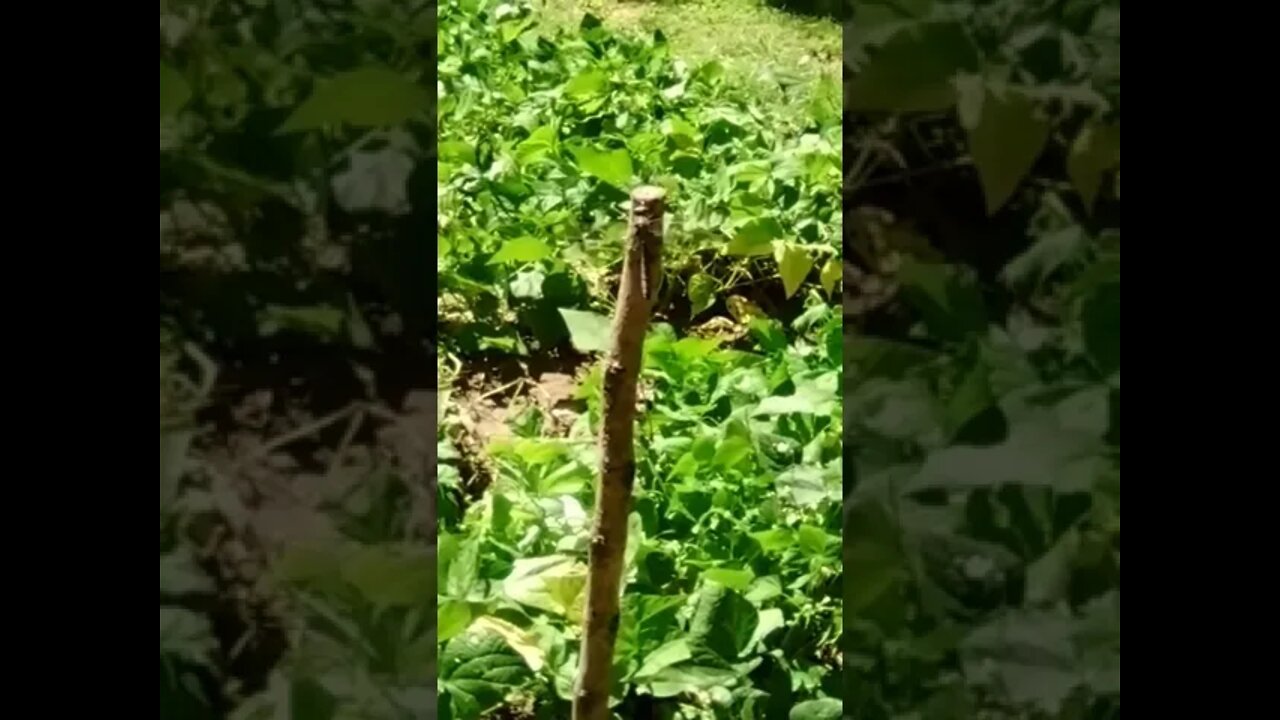 🐲 Dragonfly 🐉