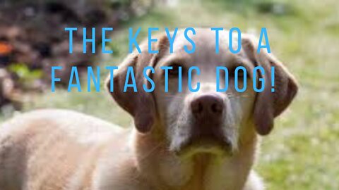 The Keys To A Fantastic Dog!