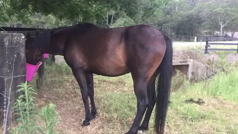 The horses having their supplements. Some herd dynamics.