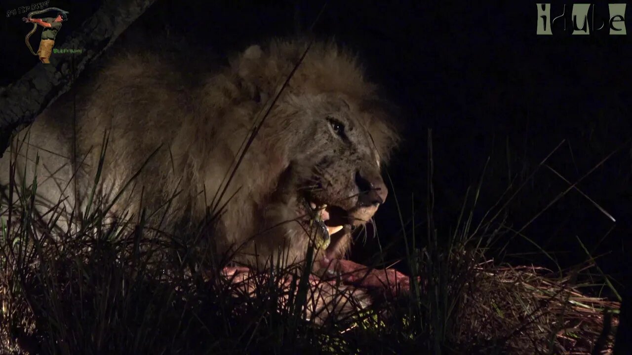 Lions Eat Impala