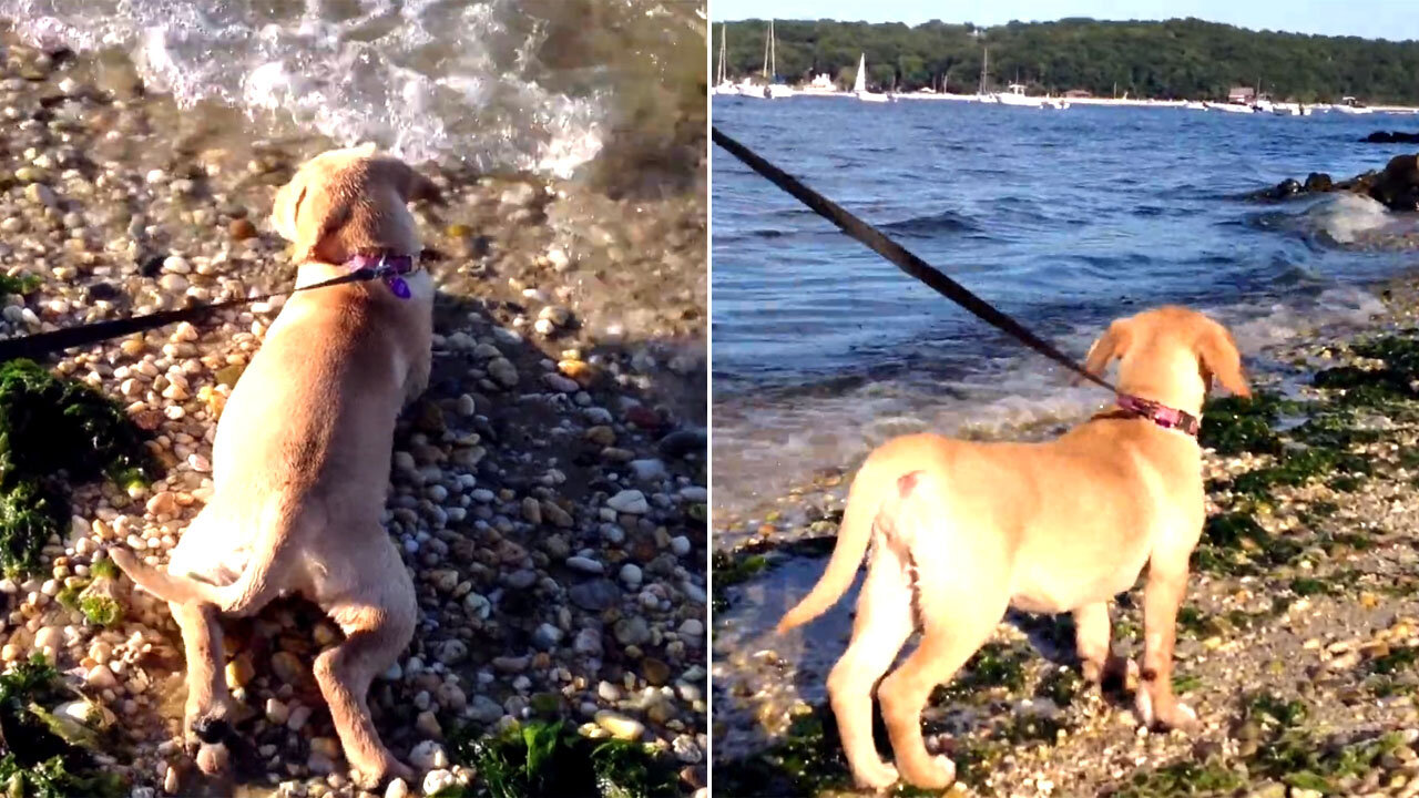 Chloe's 1st walk on the beach, she barks at the waves, LOL fanny puppy