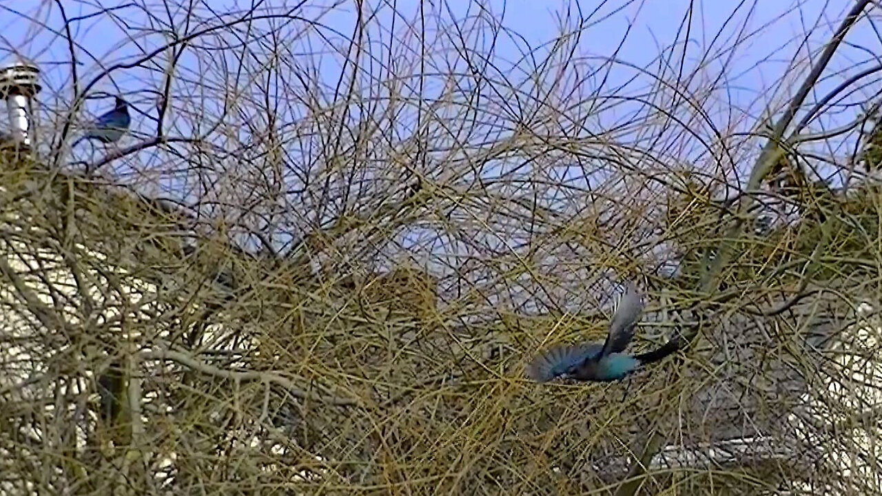 IECV NV #753 - 👀 Stellar Jays 🐦🐦 In The Weeping Willow Tree Out Back 2-27-2019