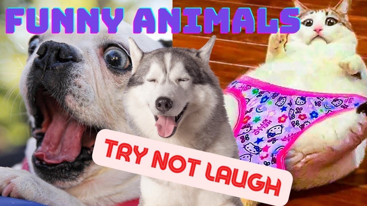 Funny Animal Video 2022 - Funniest Cats and Dogs - Try Not Laugh Competition